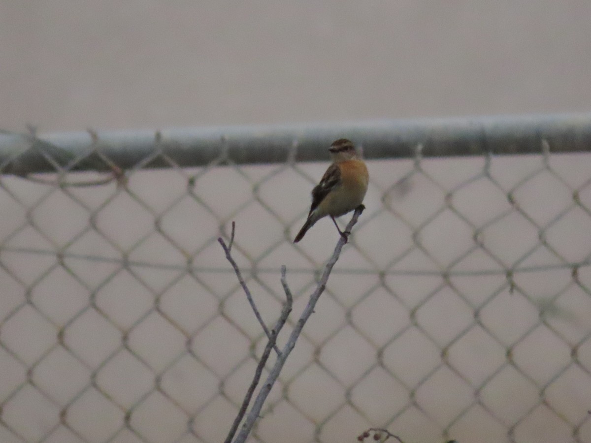 Siberian Stonechat - ML616201484