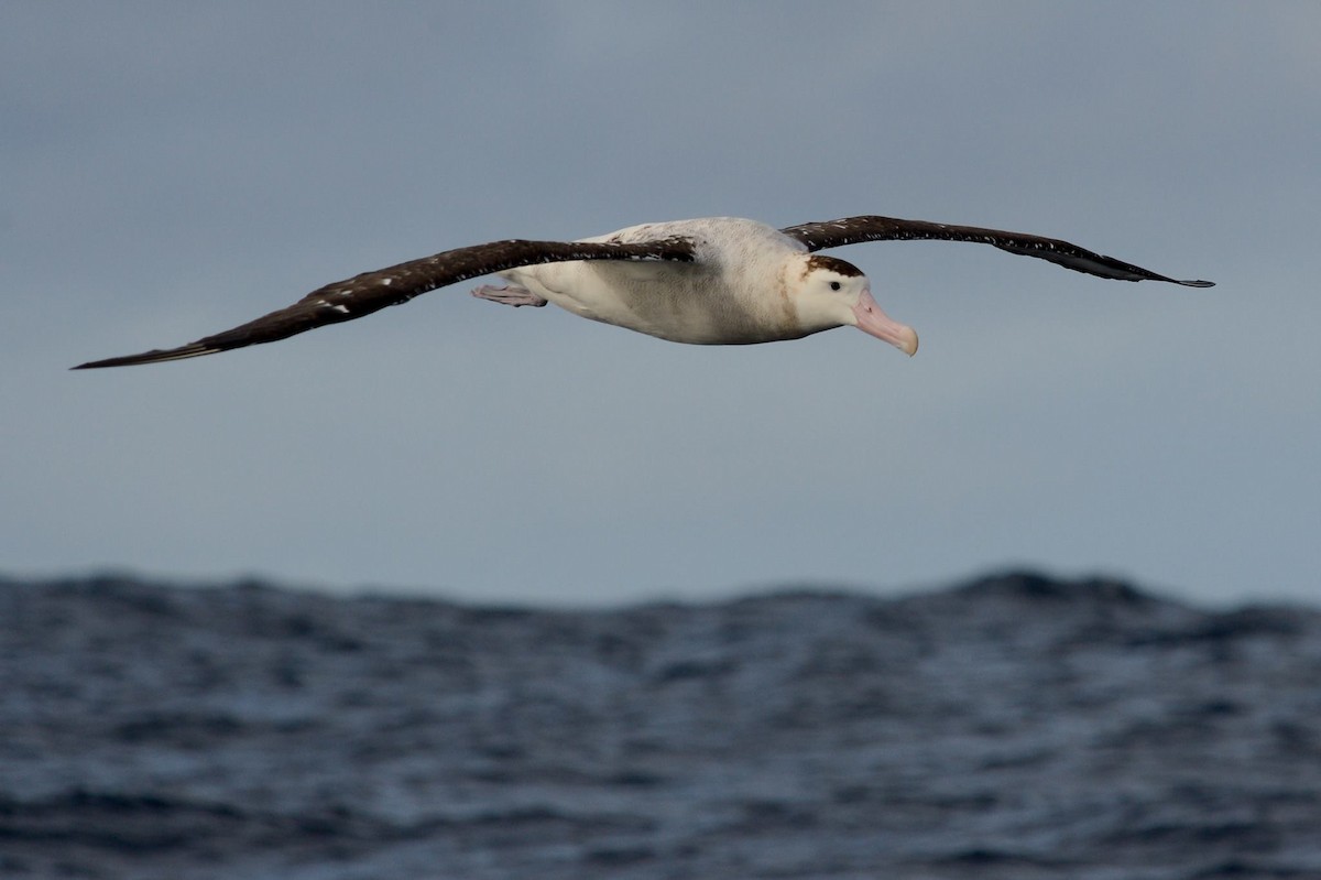 Antipodean Albatross (New Zealand) - Angus Hartshorn