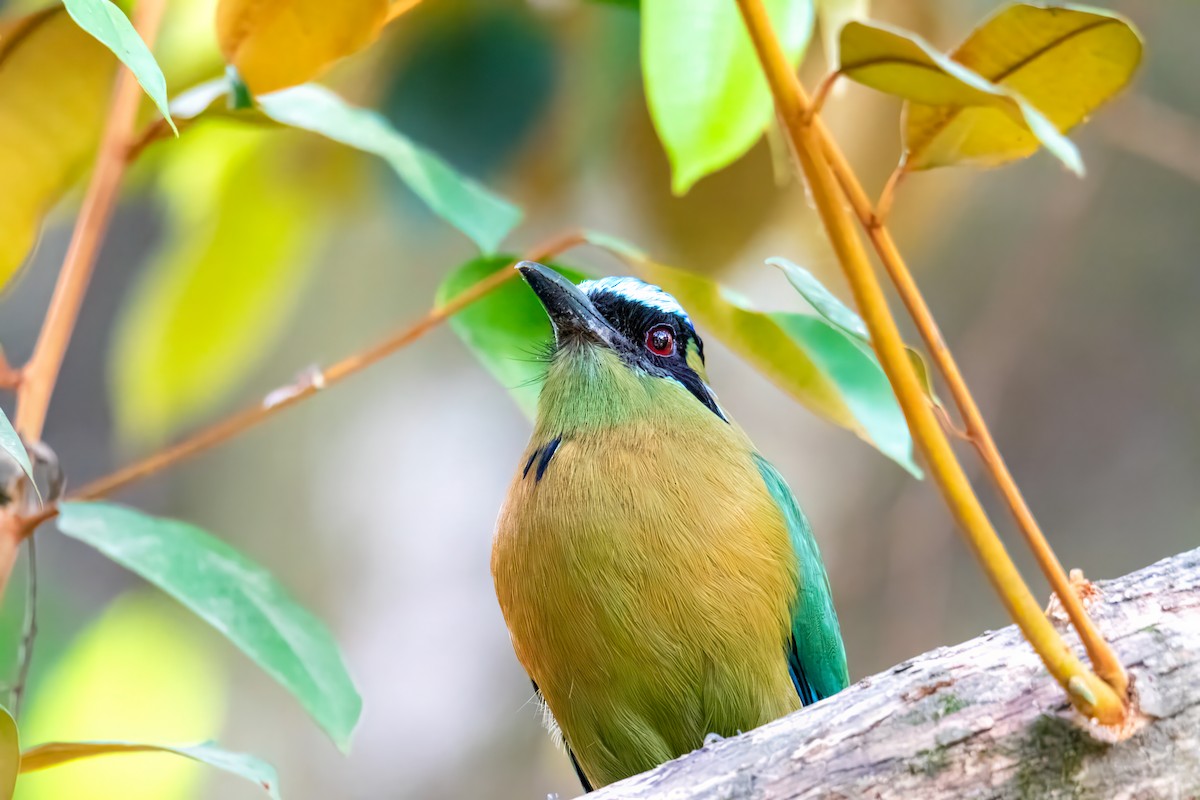 Lesson's Motmot - ML616201543