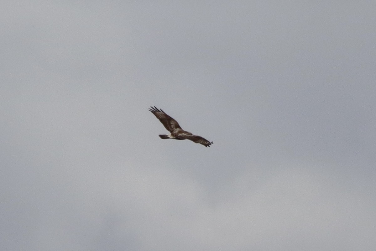 Rough-legged Hawk - ML616201548