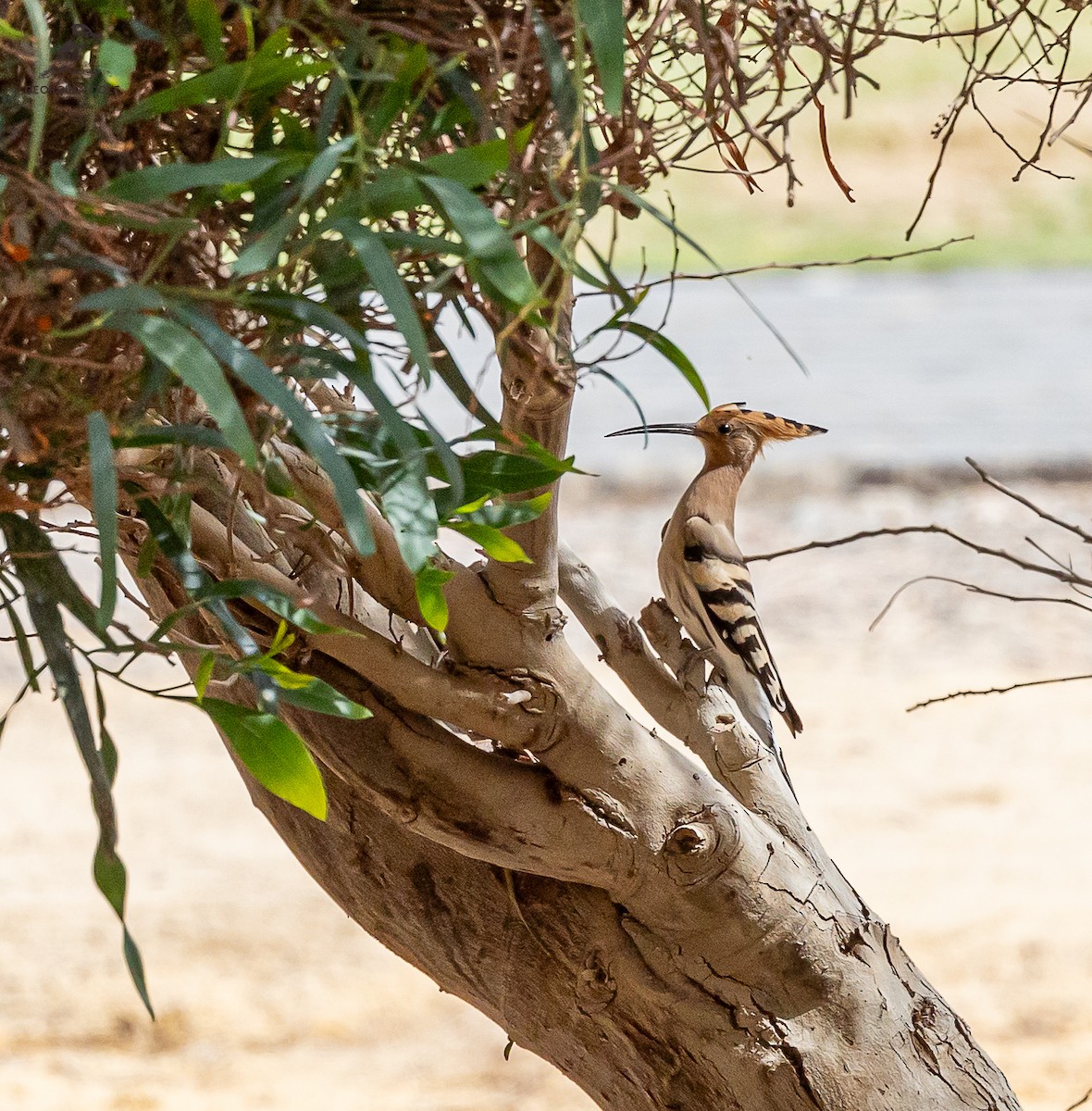 Eurasian Hoopoe - ML616201553