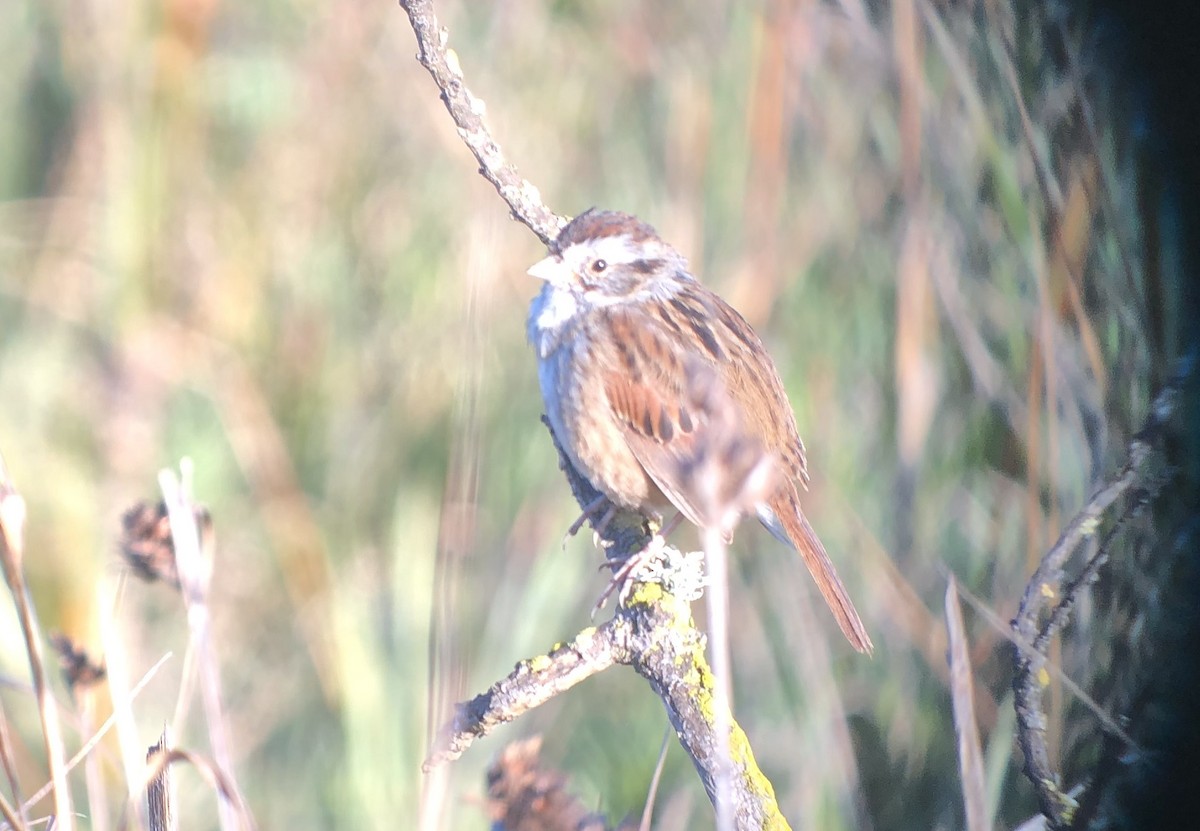 Swamp Sparrow - Michael Rogers