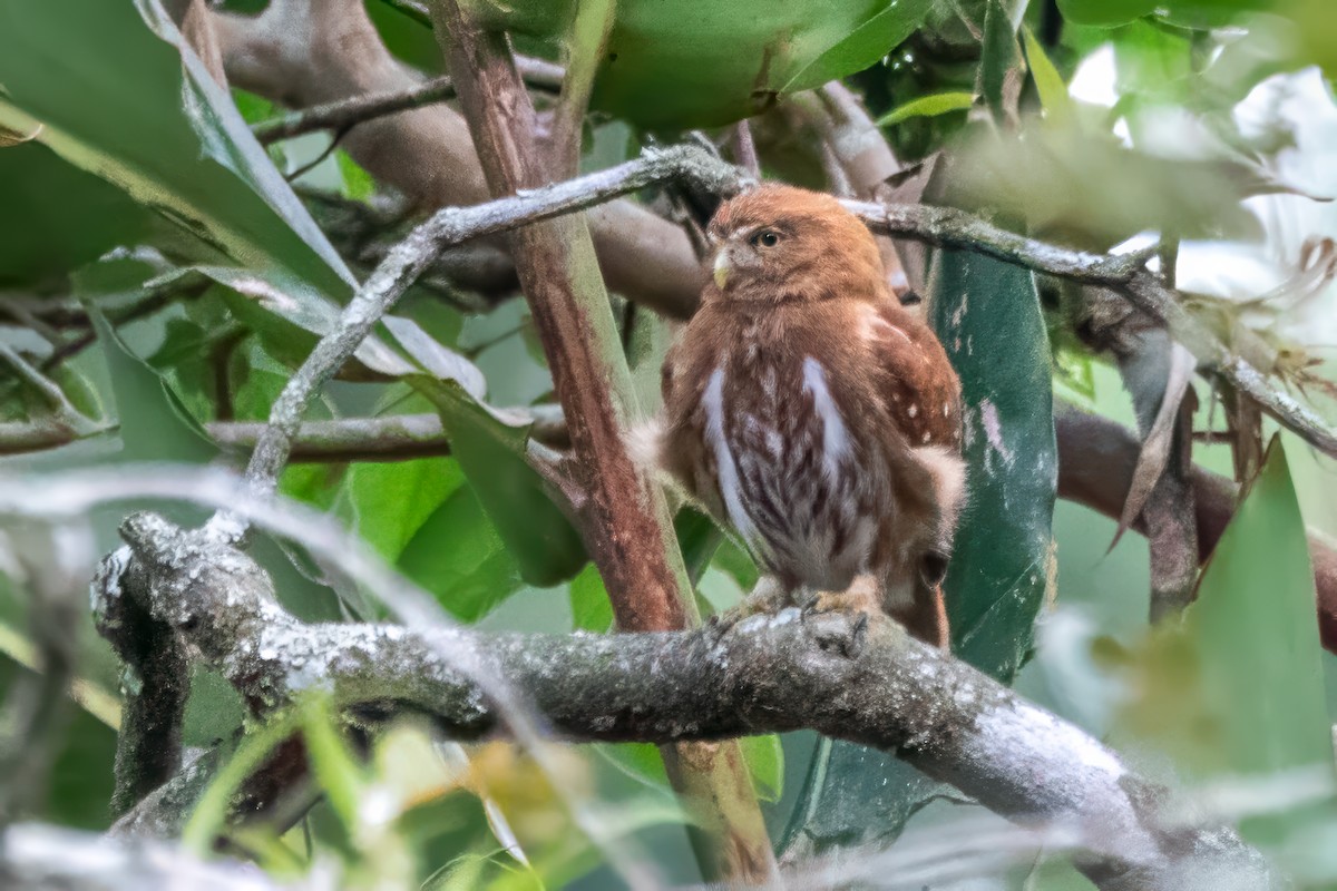 Ferruginous Pygmy-Owl - ML616201607