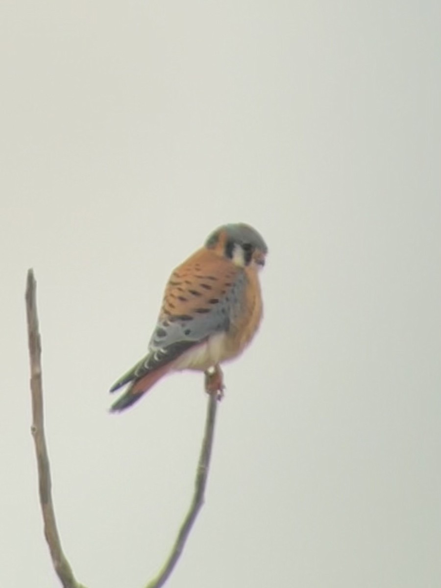 American Kestrel - ML616201612