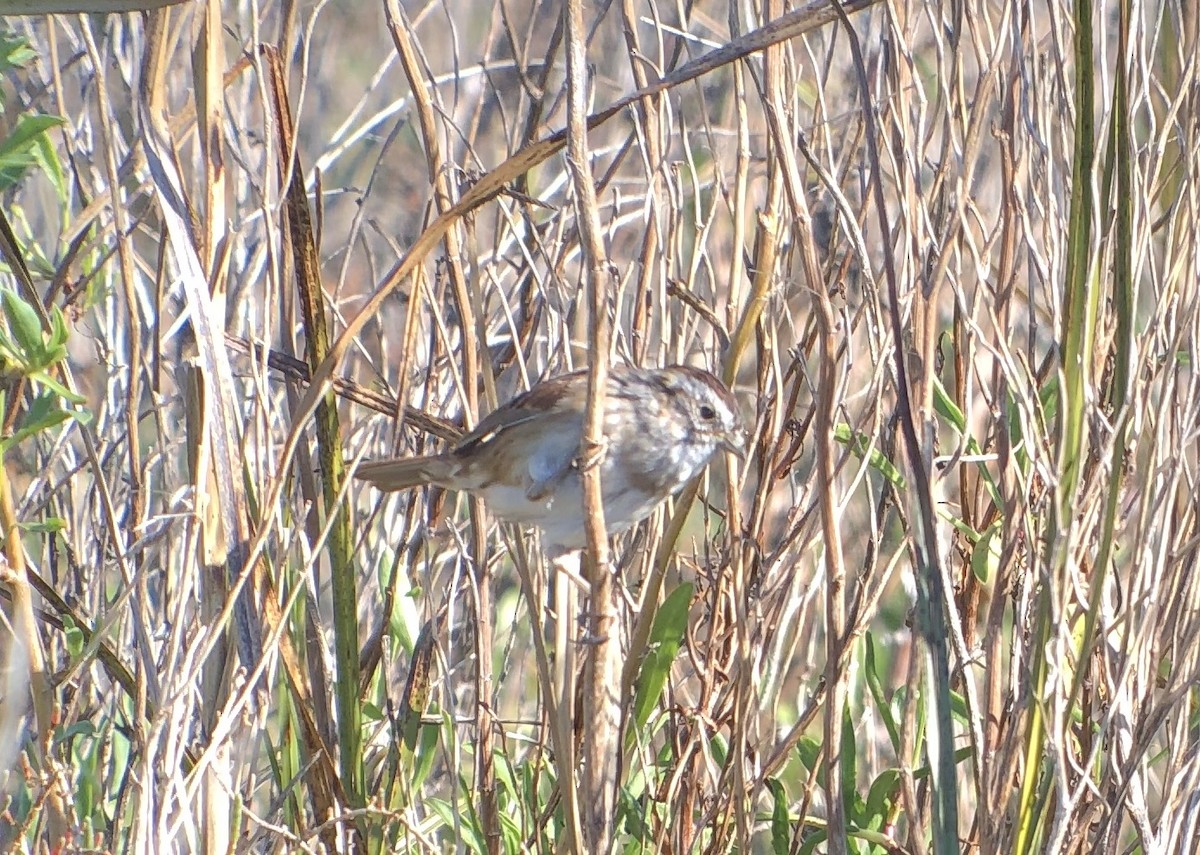 Swamp Sparrow - Michael Rogers