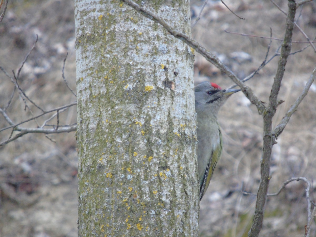 Gray-headed Woodpecker - ML616201623