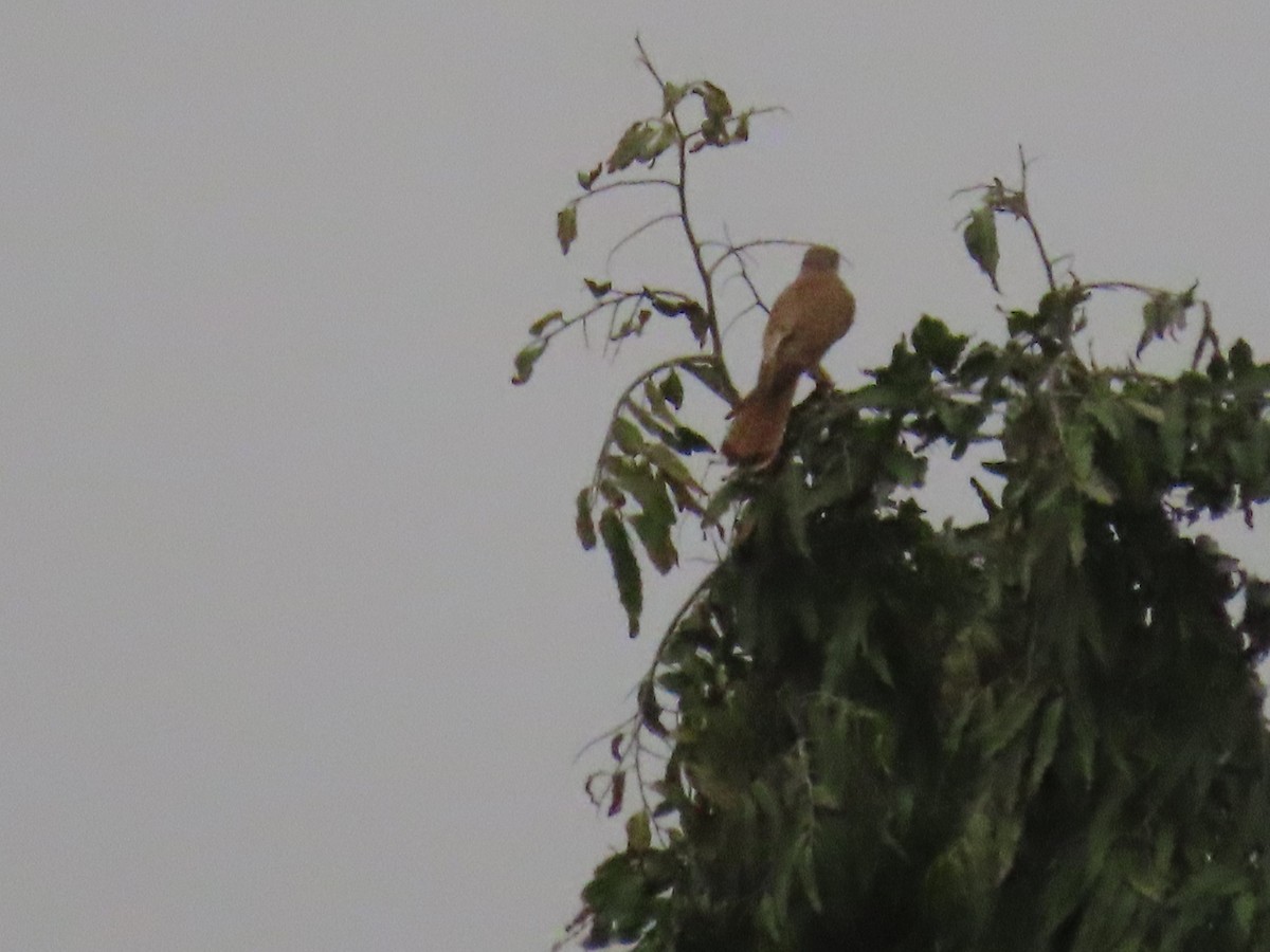 Eurasian Kestrel - ML616201694