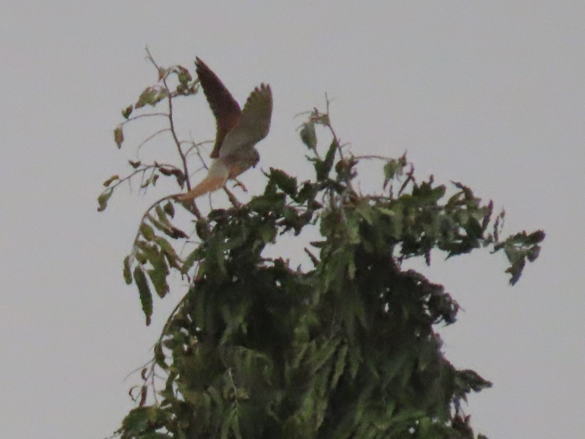 Eurasian Kestrel - ML616201697