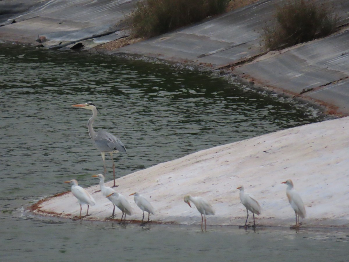 Gray Heron - ML616201723