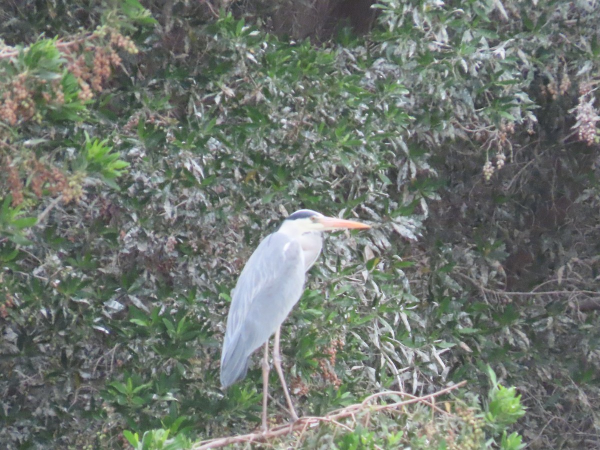 Gray Heron - ML616201724