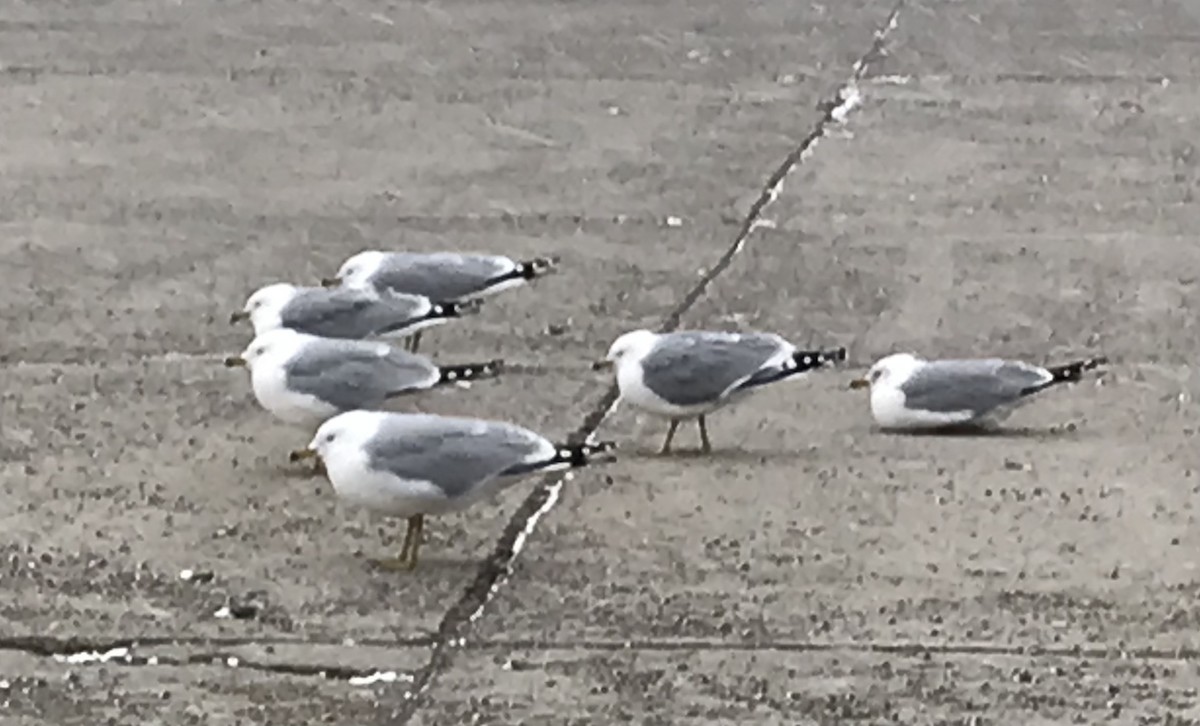 Ring-billed Gull - ML616201732