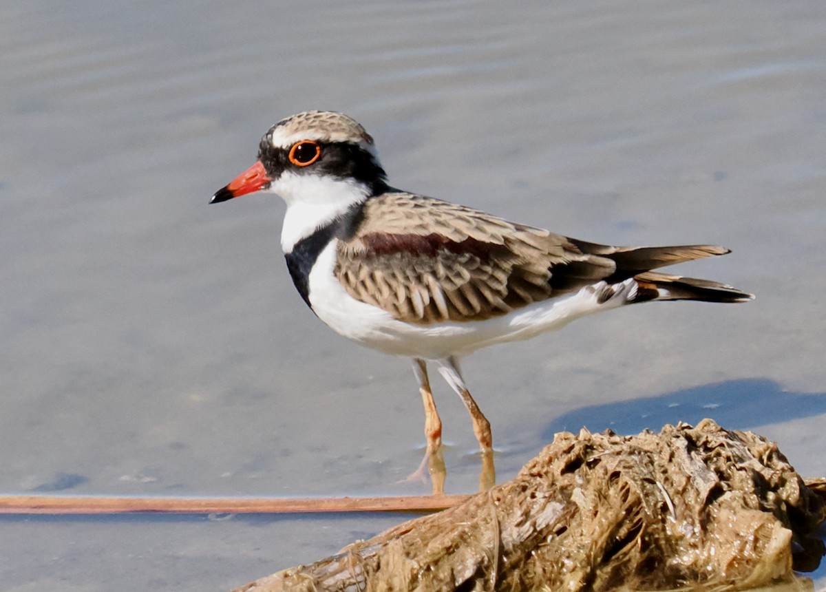 Black-fronted Dotterel - ML616201737