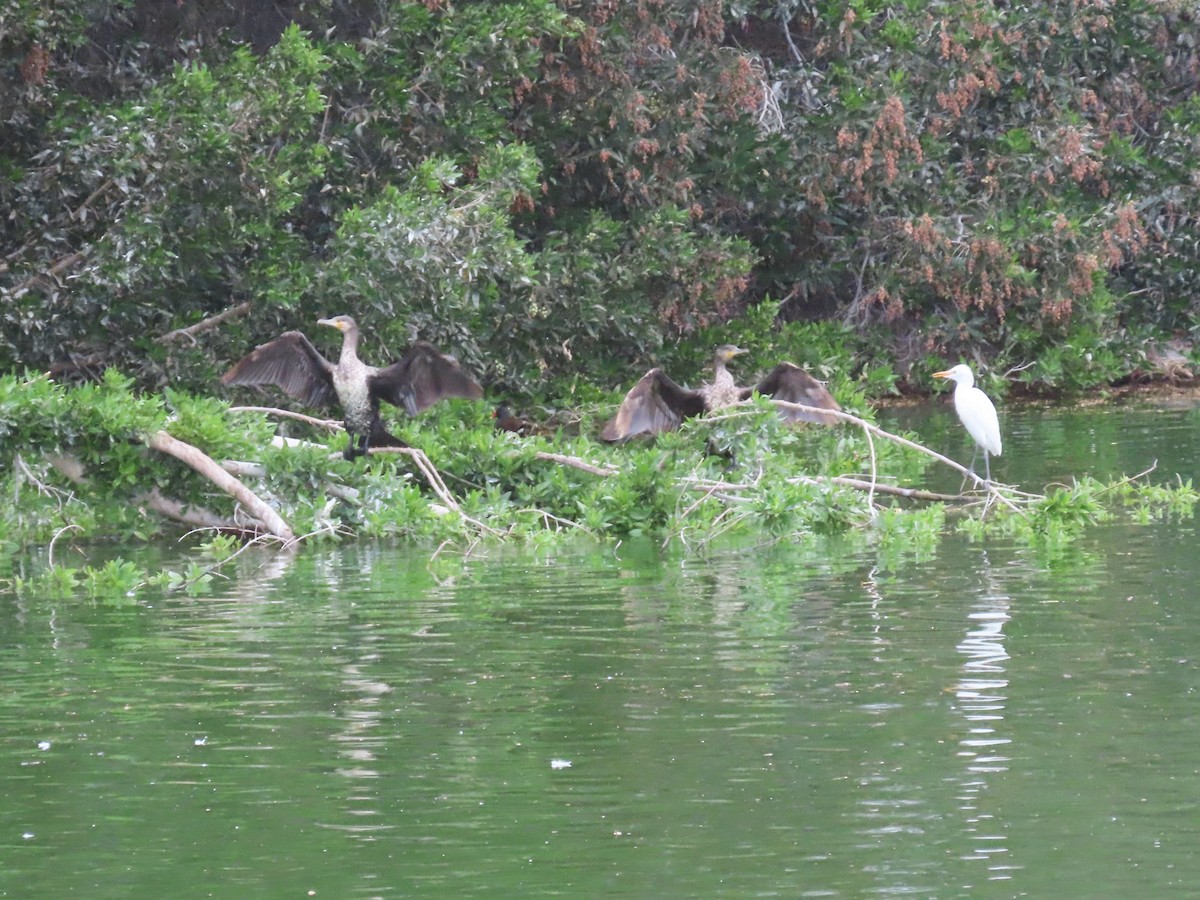 Great Cormorant - ML616201776