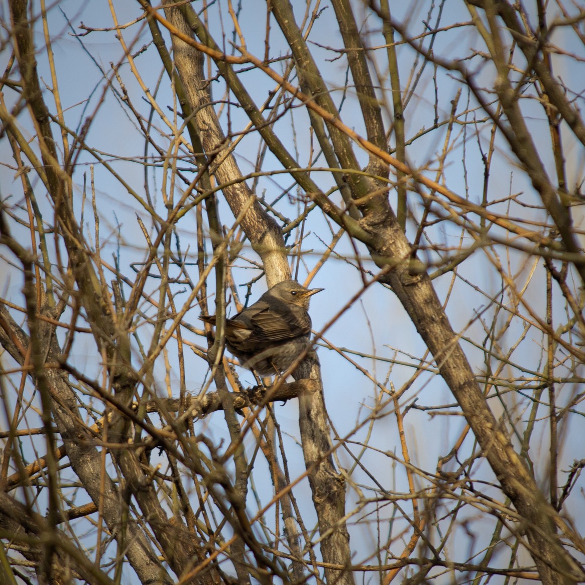 Red-throated Thrush - Grady Singleton