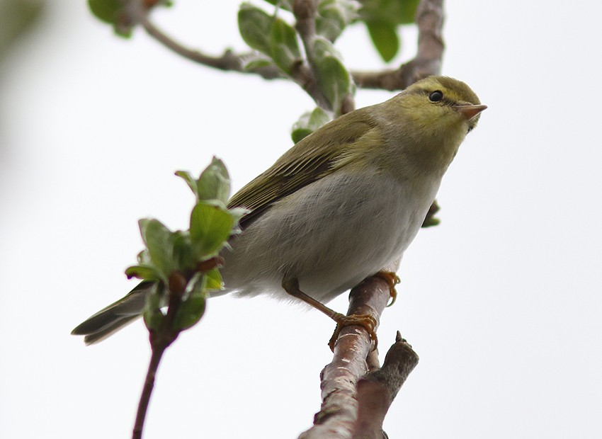 Wood Warbler - ML616201851