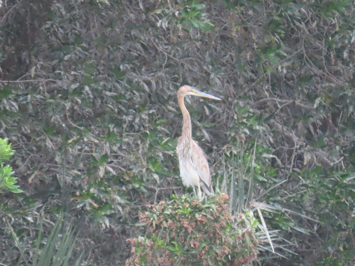 Purple Heron - ML616201878