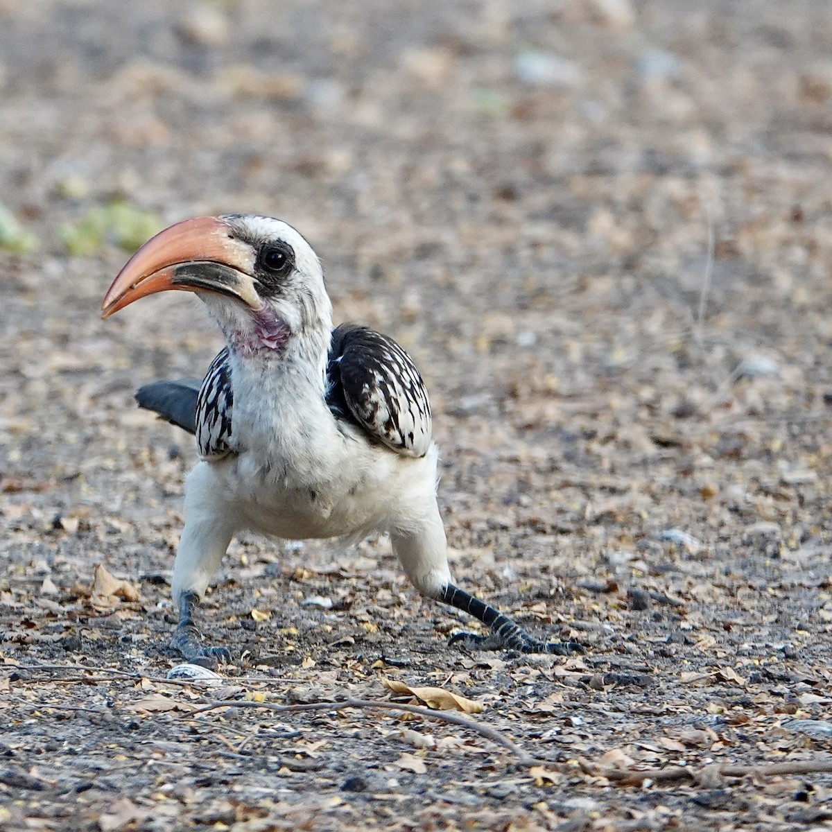 Western Red-billed Hornbill - ML616201894