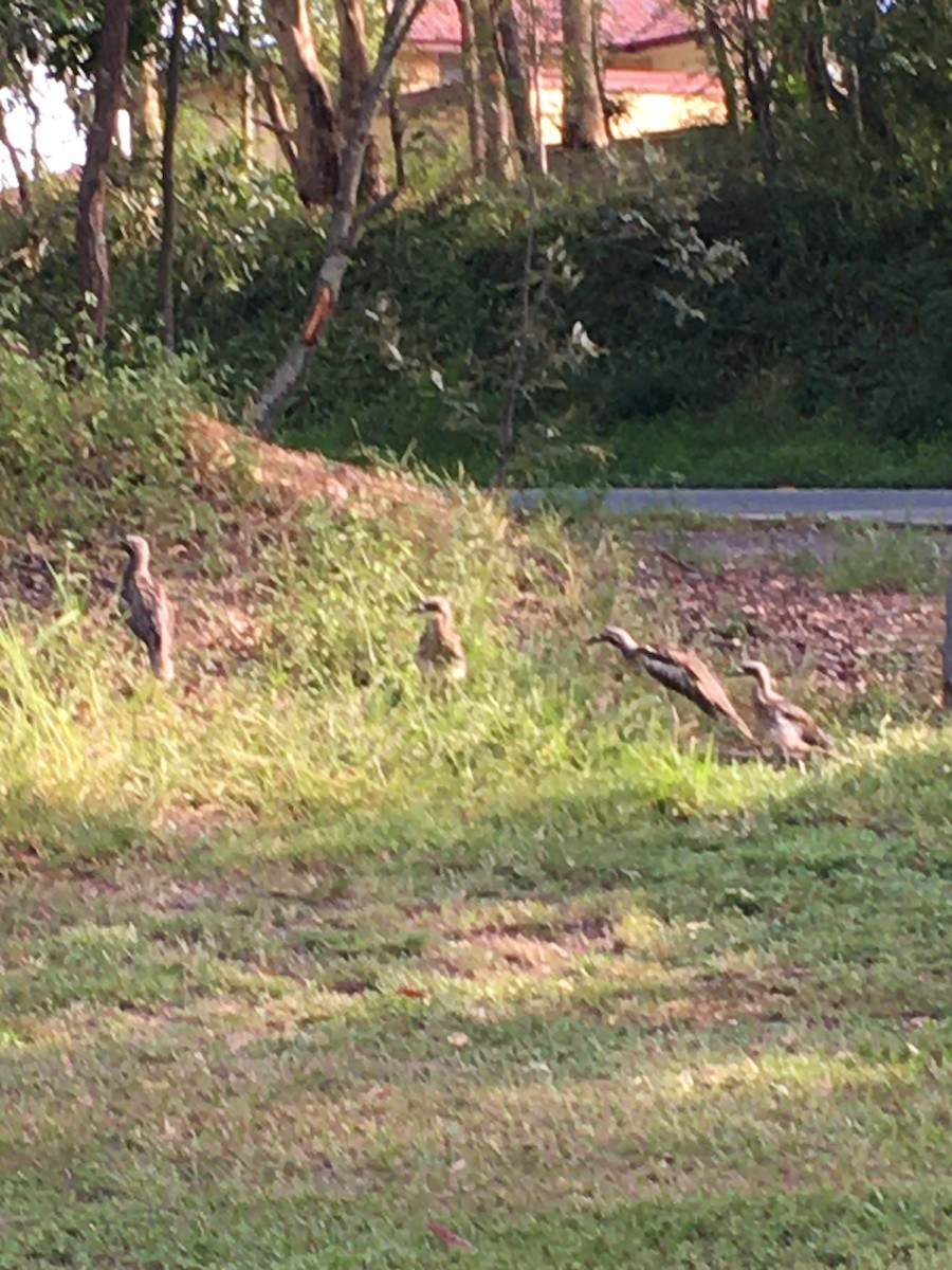 Bush Thick-knee - ML616201908