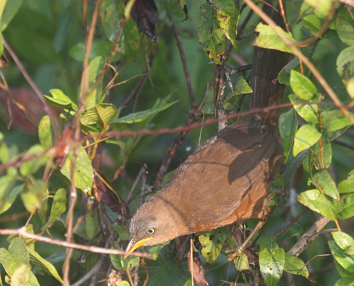 Rufous Babbler - Krishnan Sivasubramanian