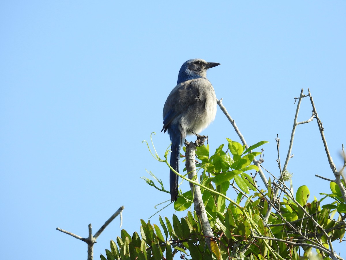 Florida Scrub-Jay - ML616201933