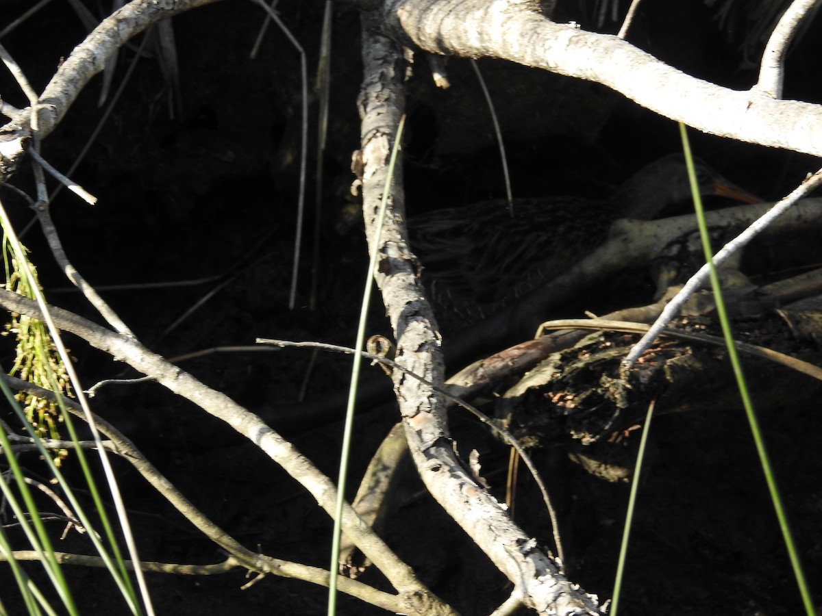 Clapper Rail - ML616201939