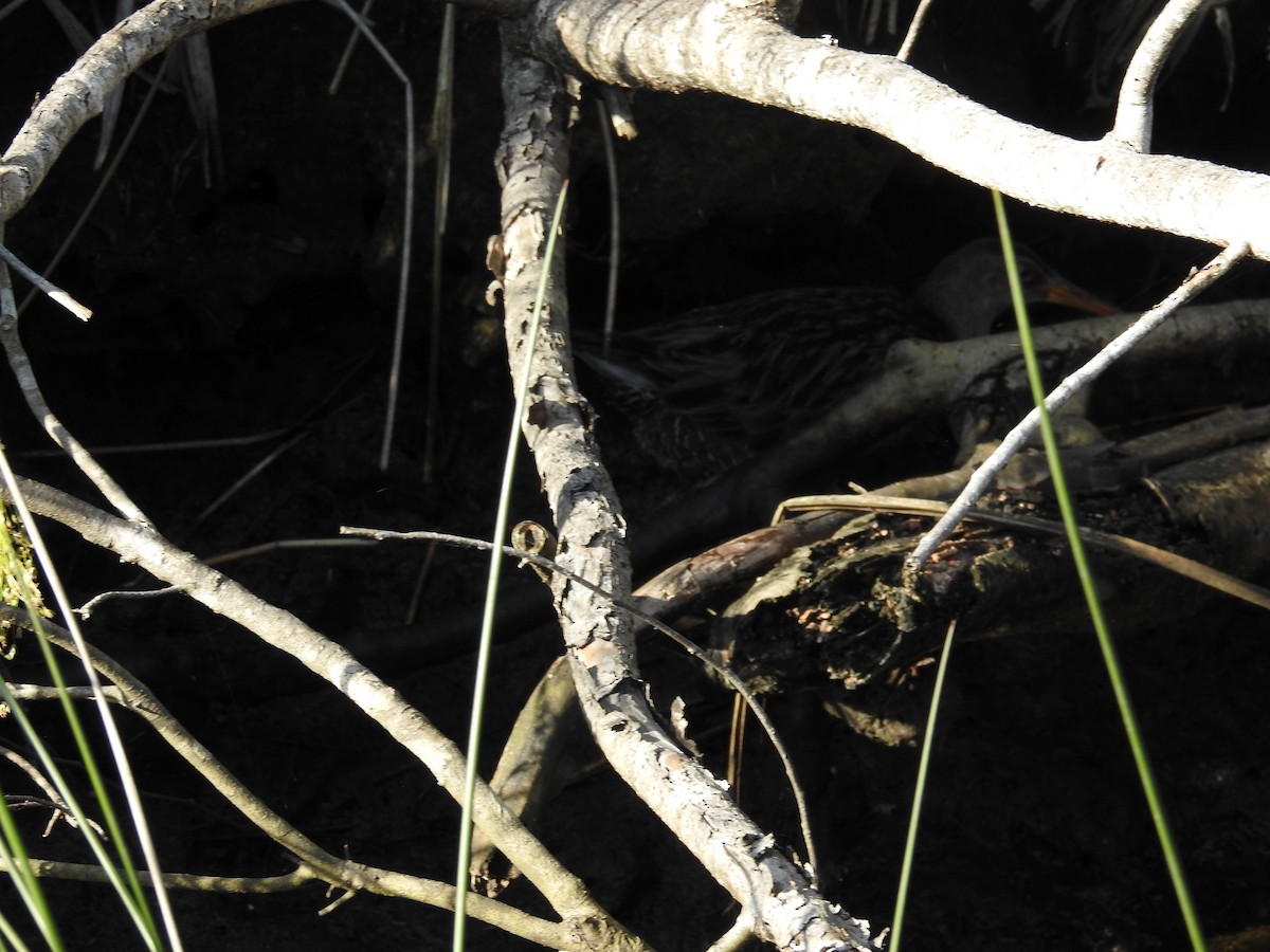 Clapper Rail - ML616201940