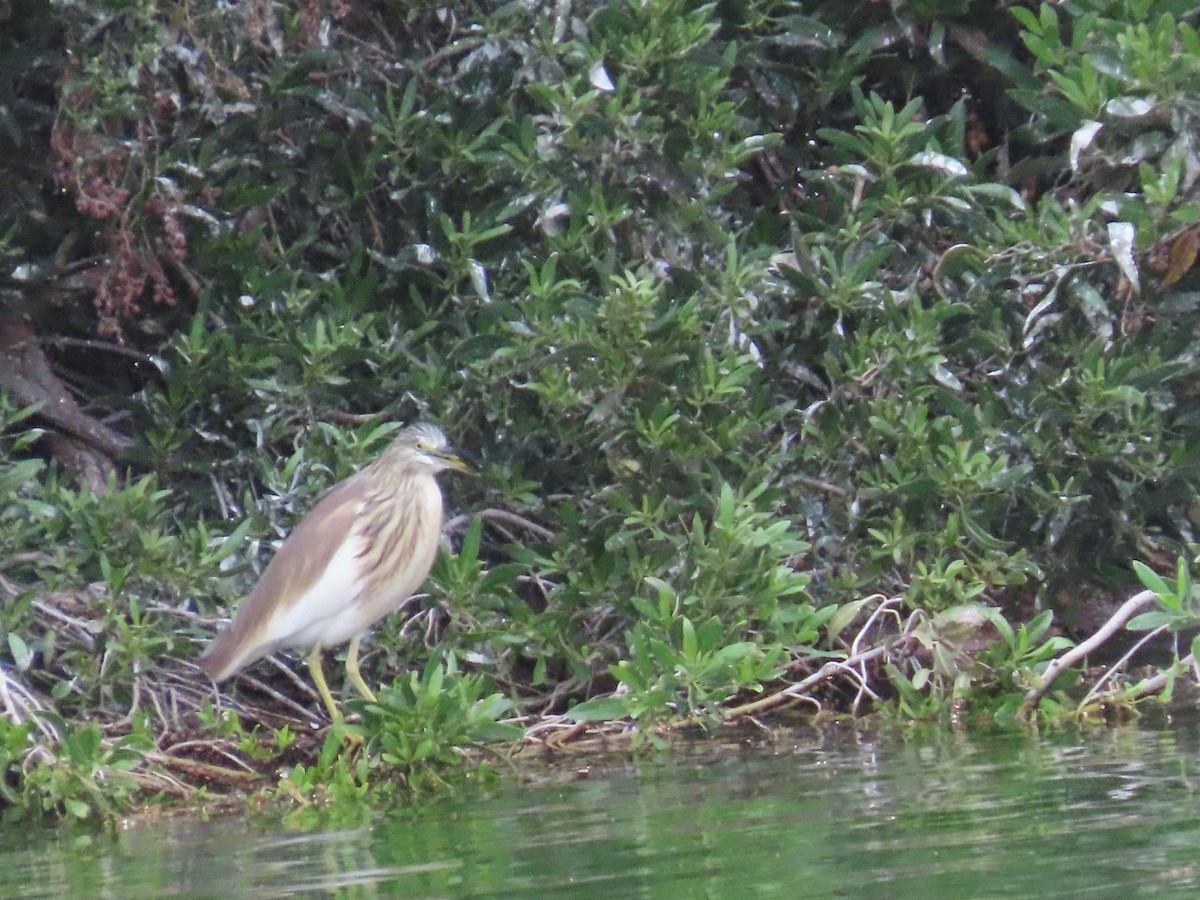 Squacco Heron - ML616201942