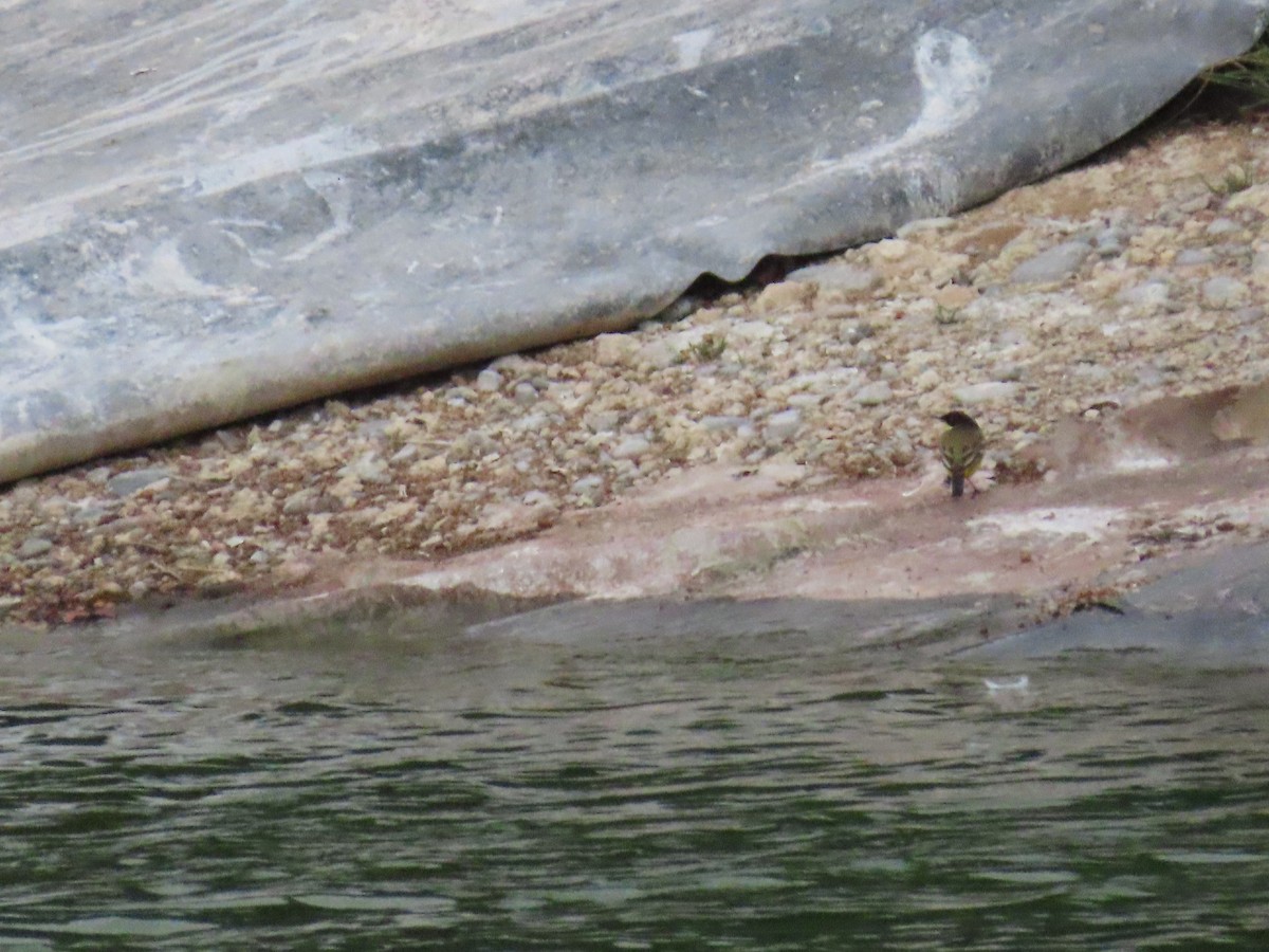 Western Yellow Wagtail - Ute Langner