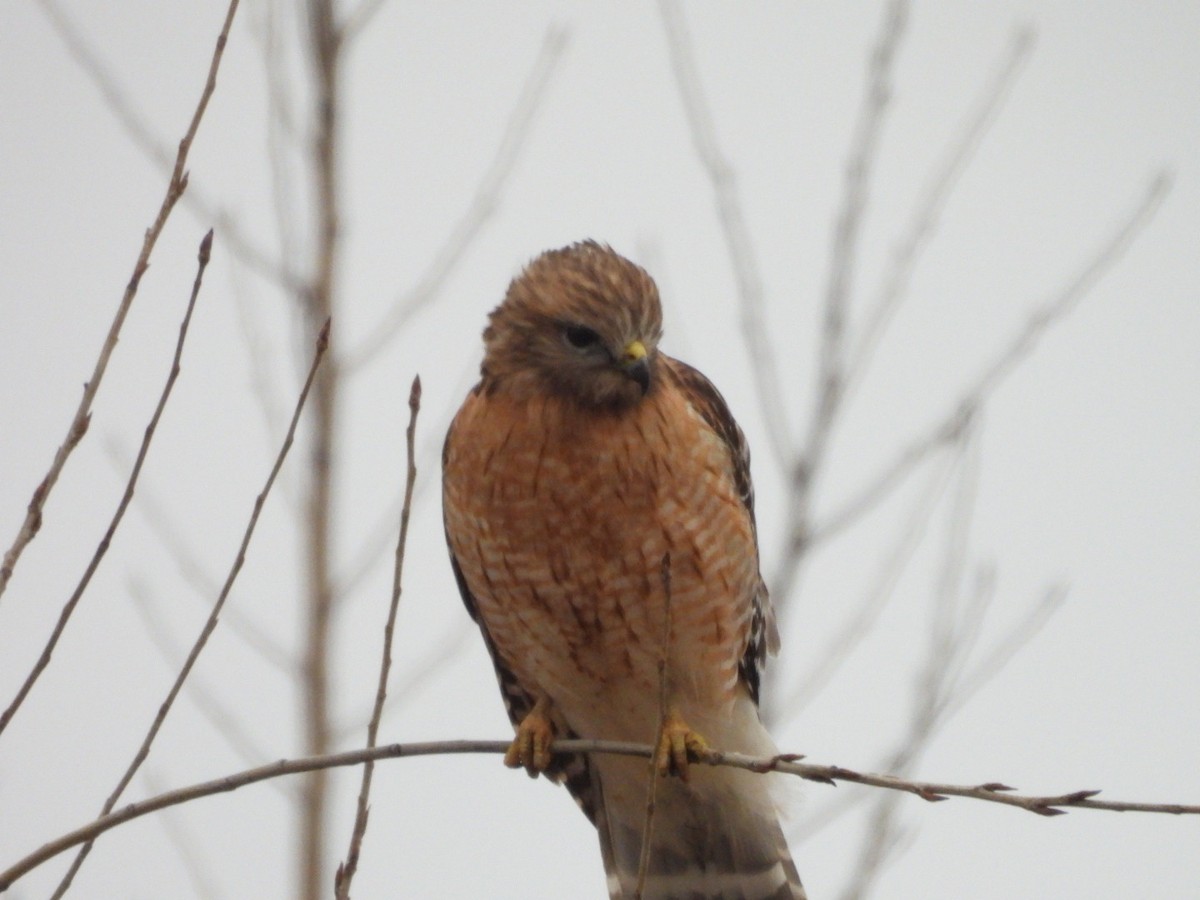 Red-shouldered Hawk - ML616202095