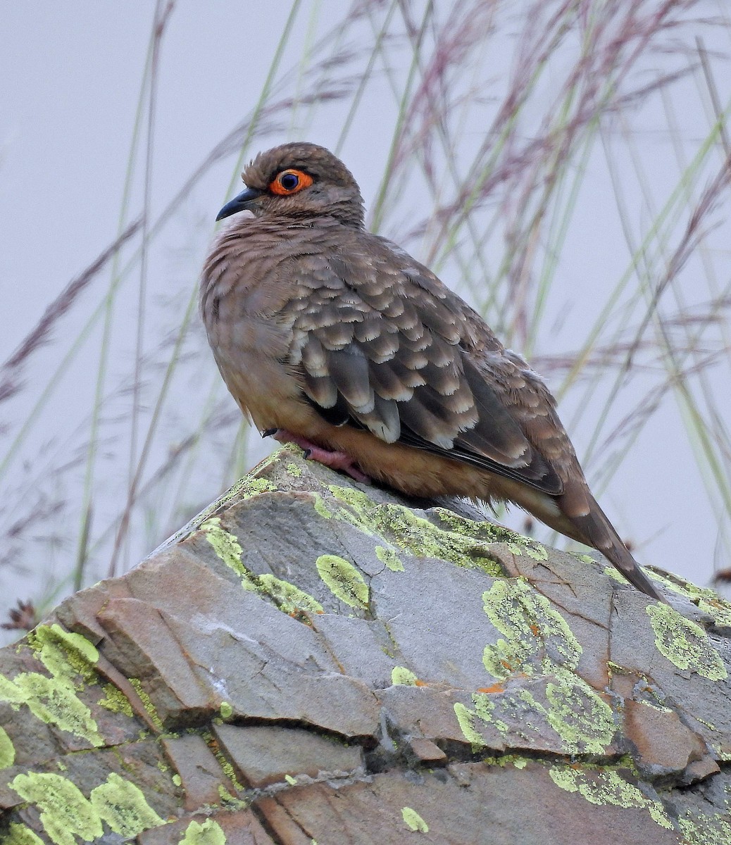 Bare-faced Ground Dove - Hugo Hulsberg