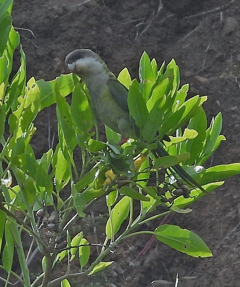 Gray-hooded Parakeet - Hugo Hulsberg