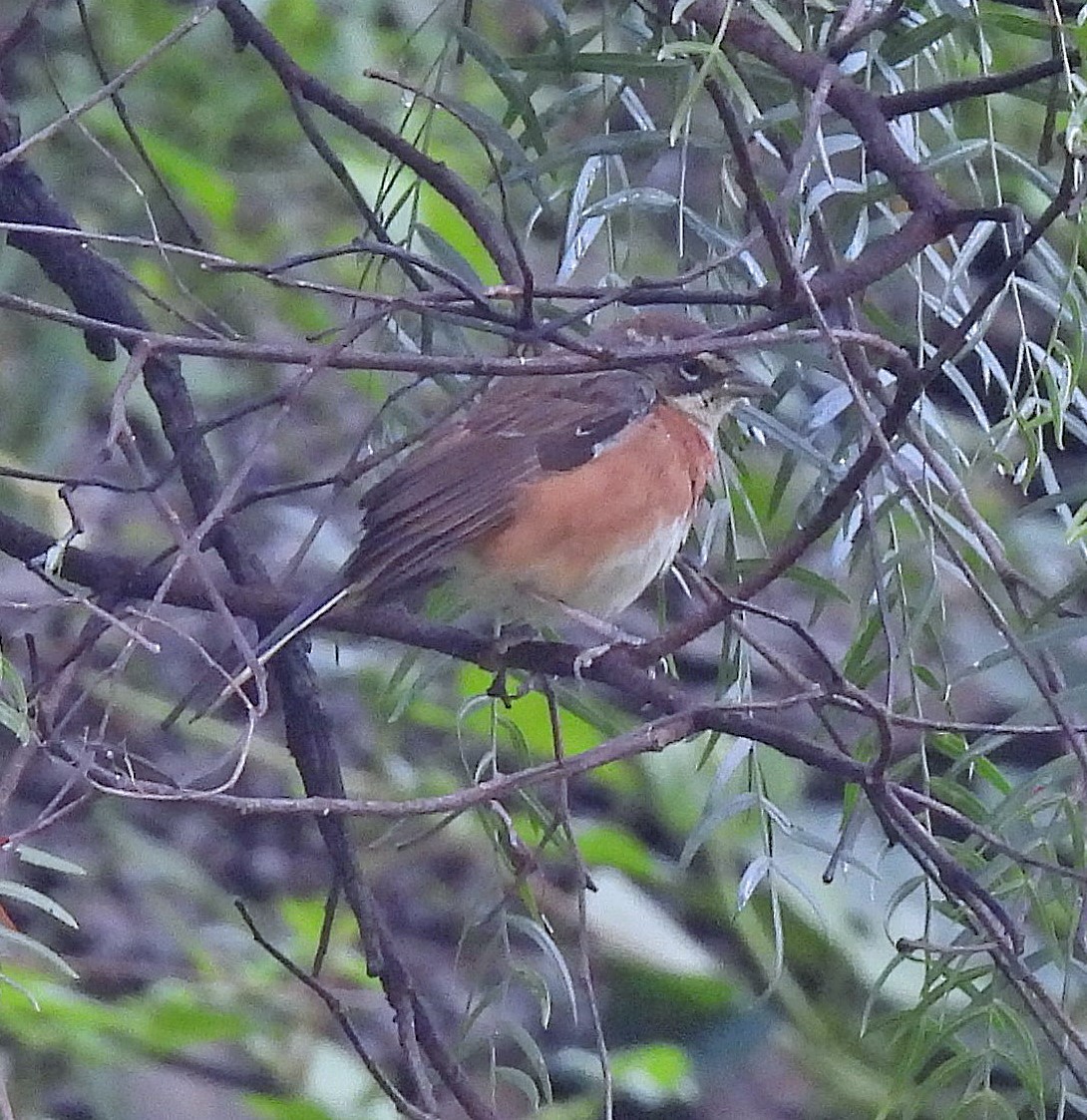 Bolivian Warbling Finch - ML616202111