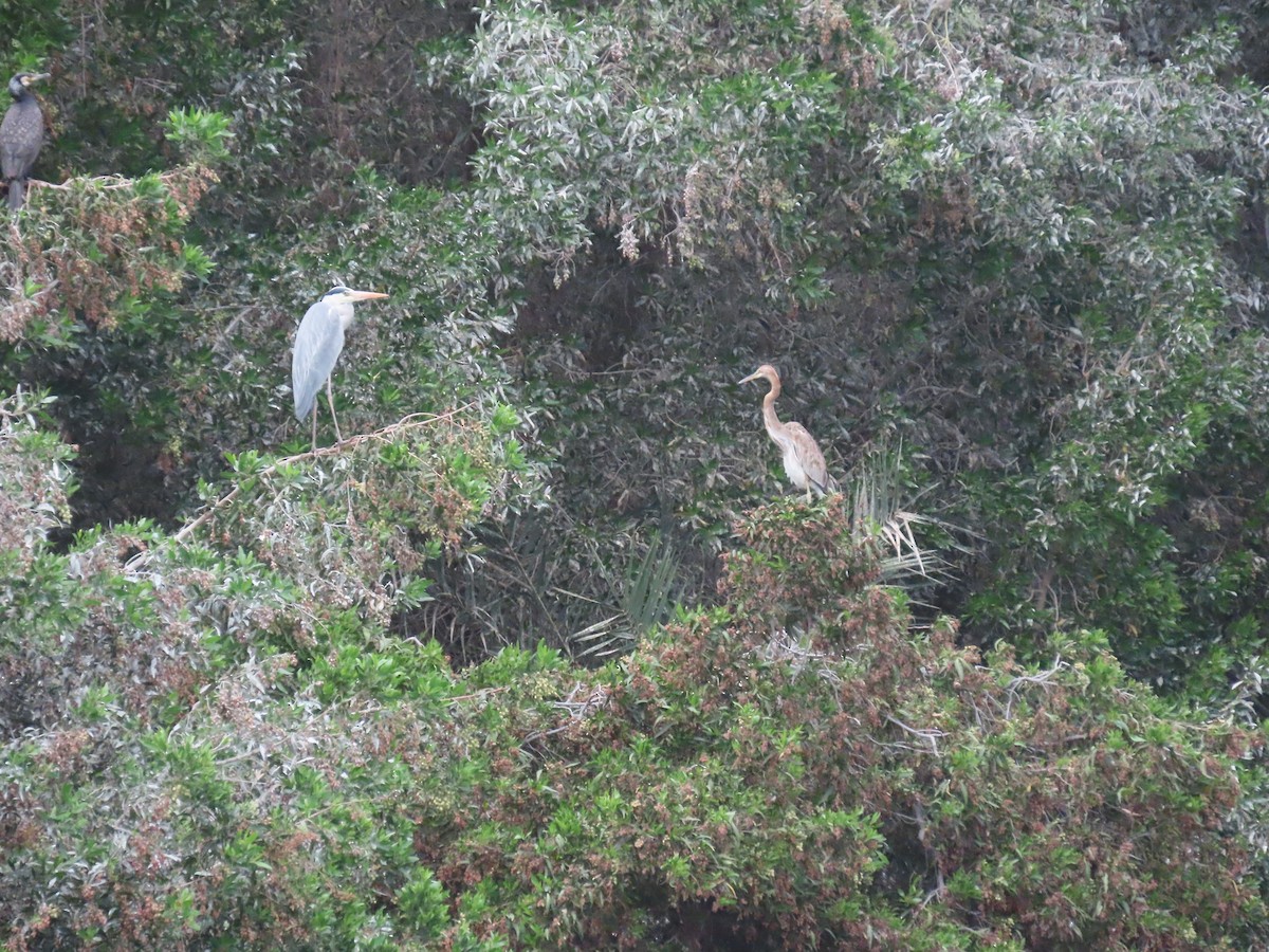 Purple Heron - ML616202112