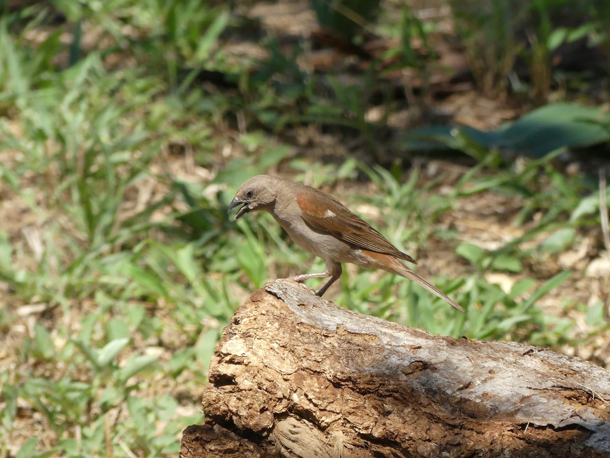 Southern Gray-headed Sparrow - ML616202182