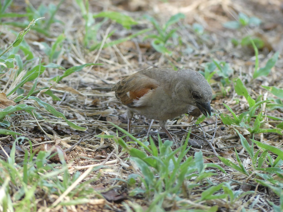 Southern Gray-headed Sparrow - ML616202183
