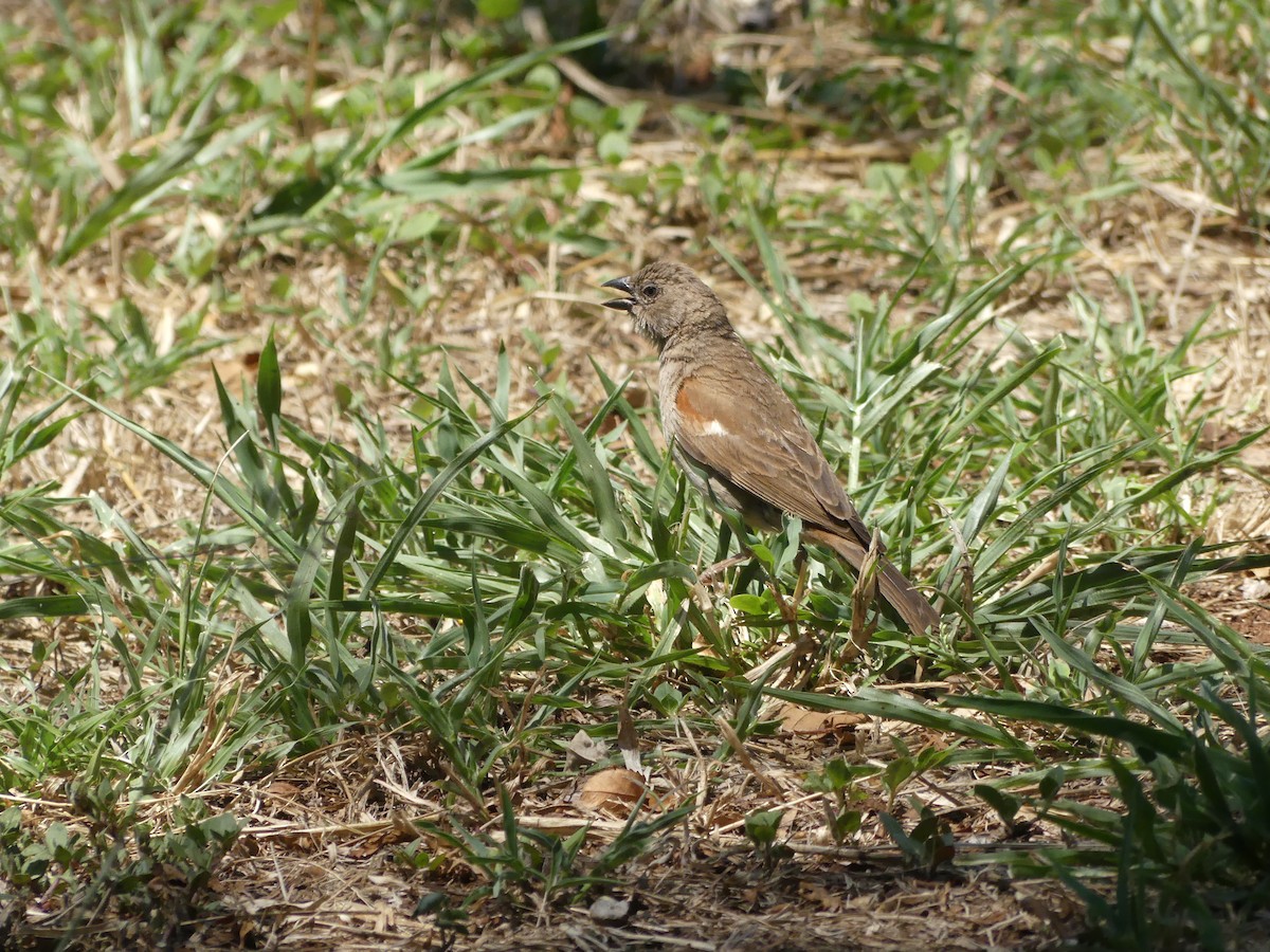 Southern Gray-headed Sparrow - ML616202184