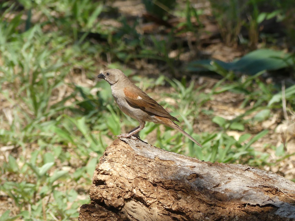 Southern Gray-headed Sparrow - ML616202185