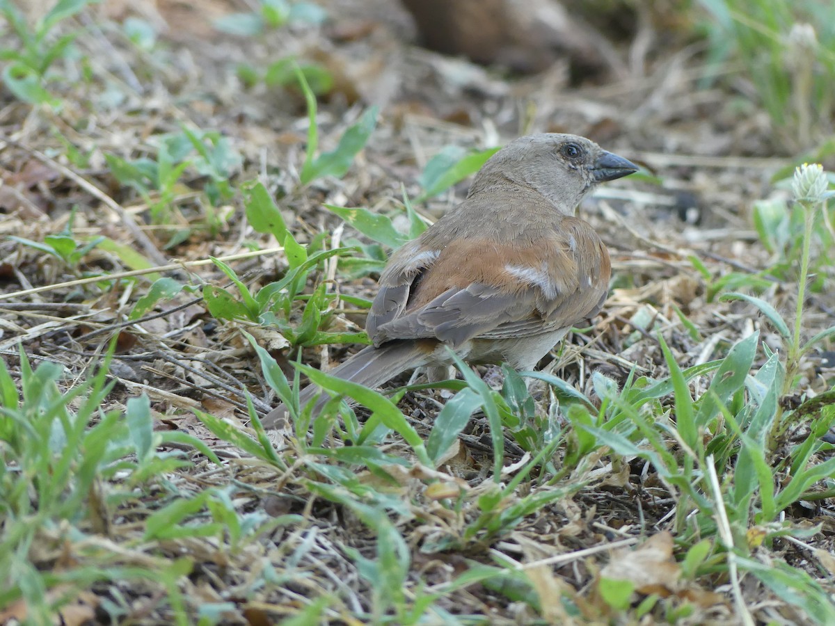 Southern Gray-headed Sparrow - ML616202186