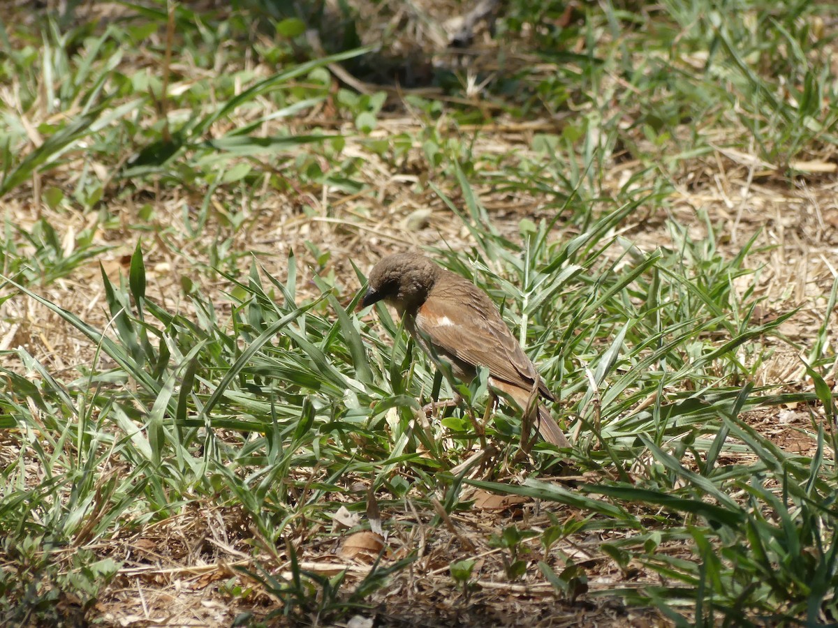 Southern Gray-headed Sparrow - ML616202187