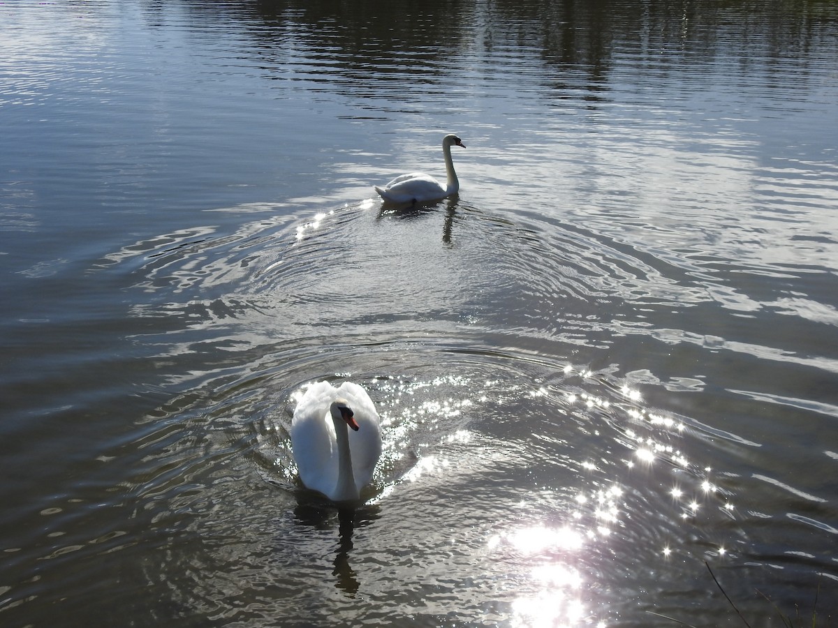 Cygne tuberculé - ML616202238