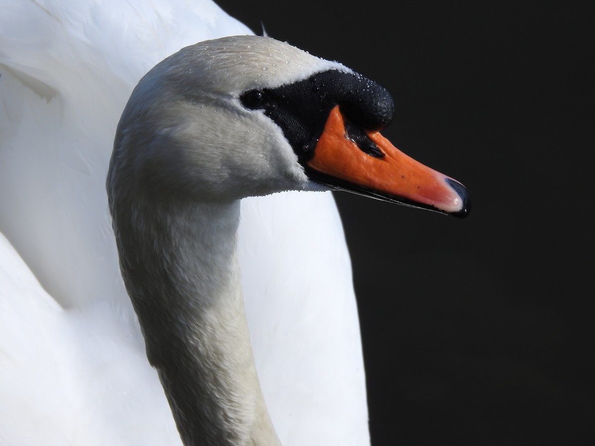 Cygne tuberculé - ML616202245