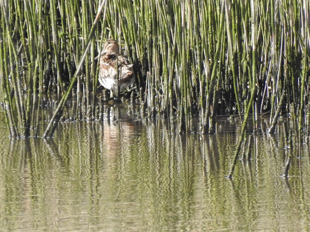 Common Snipe - ML616202248