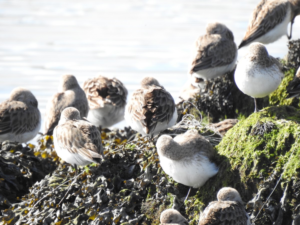 Bécasseau sanderling - ML616202255