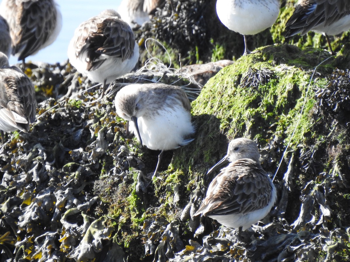 Bécasseau sanderling - ML616202263