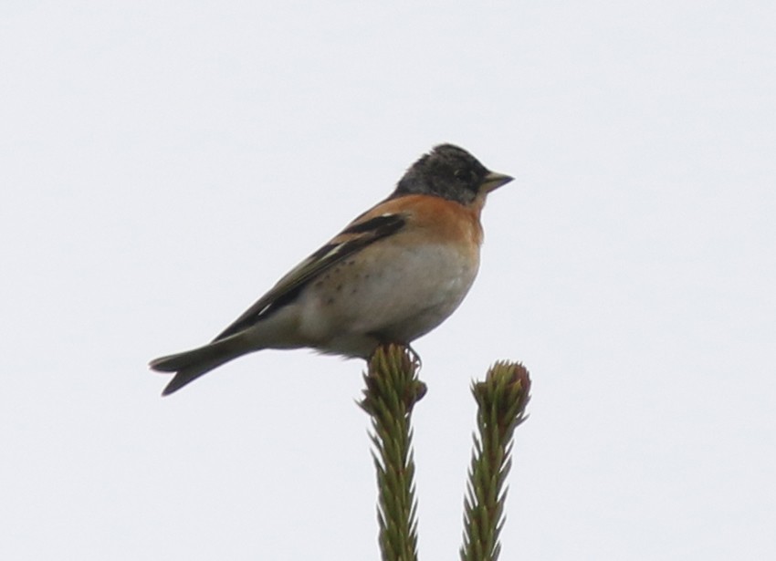 Brambling - ML616202273