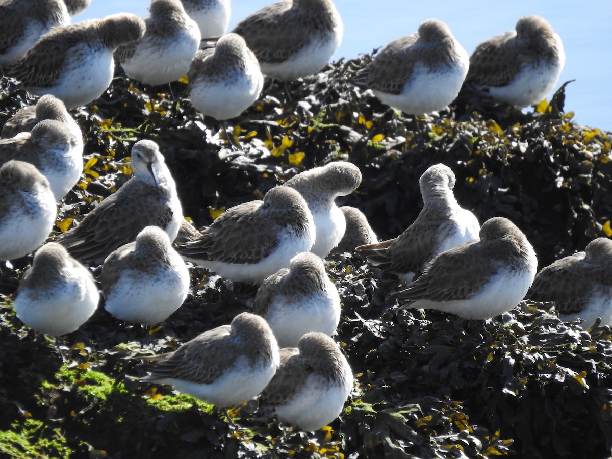 Bécasseau sanderling - ML616202277