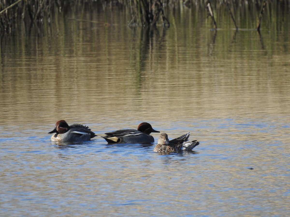 Green-winged Teal - ML616202302