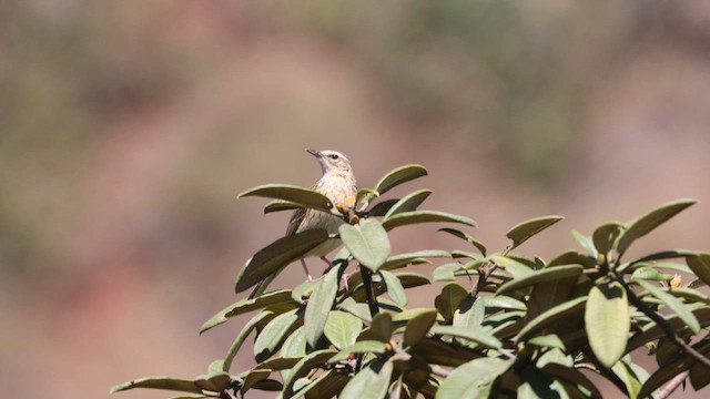 Nilgiri Pipit - ML616202345