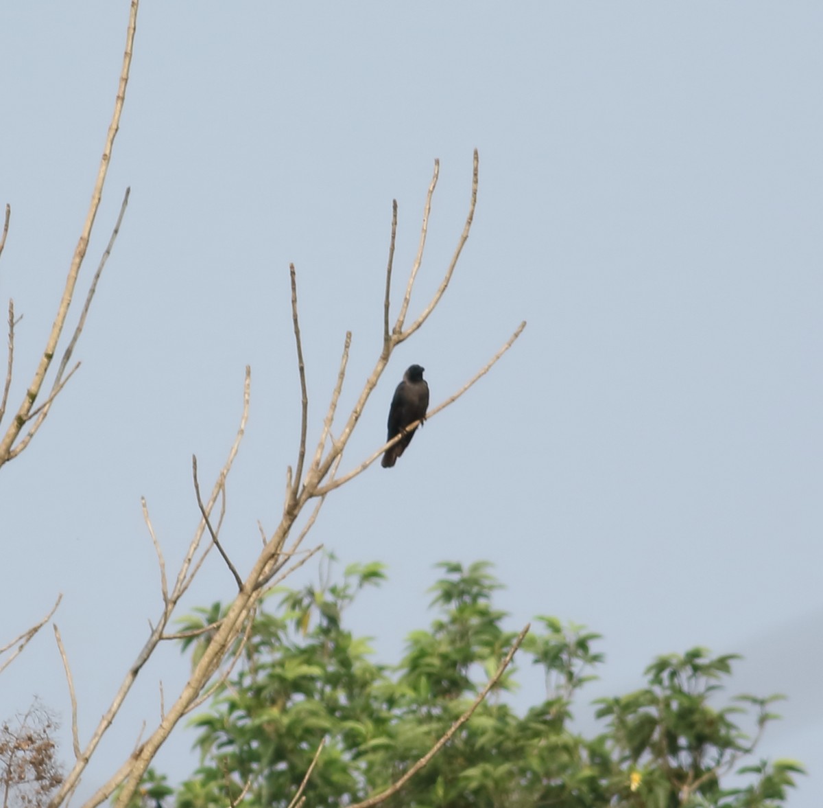 House Crow - ML616202383