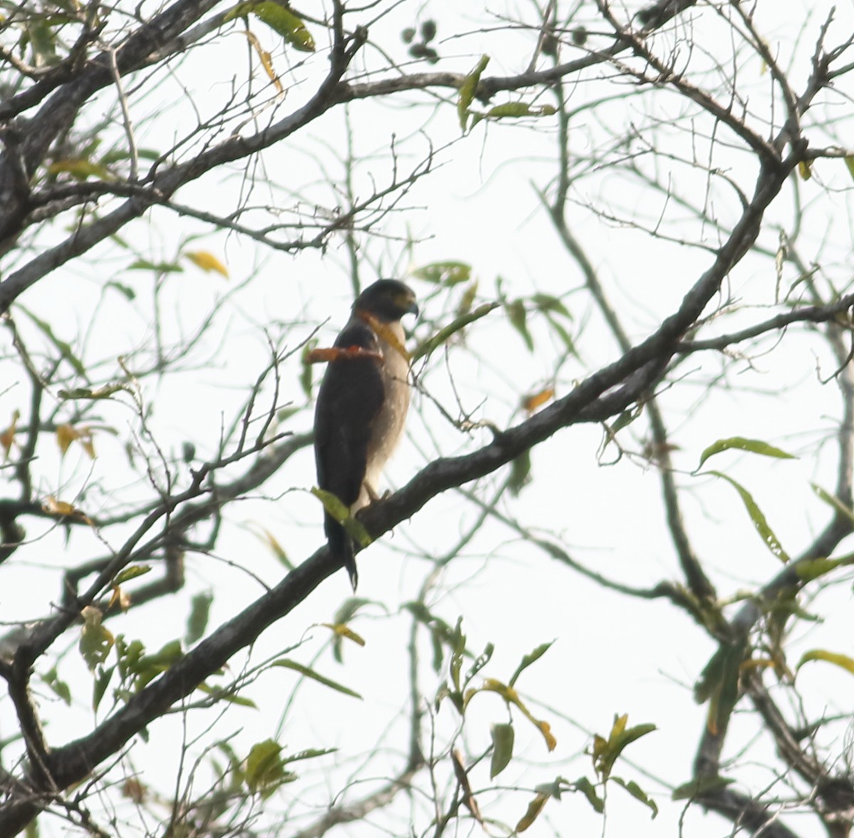 Crested Serpent-Eagle - Savio Fonseca (www.avocet-peregrine.com)